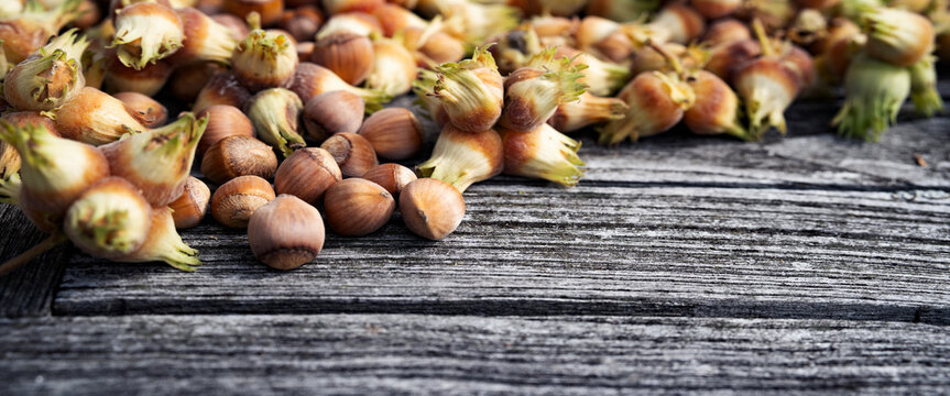 Freshly harvested hazelnuts on gray wooden table. Ripe nuts drying in the autumn sun. Horizontal close-up with space for text.