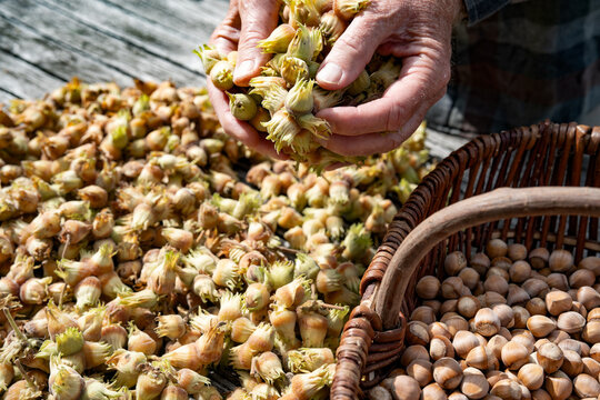 A handful freshly harvested hazelnuts. Ripe nuts drying in the autumn sun.