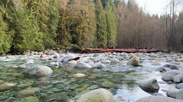 Wide clear river flowing over rounded rocks and boulders at Lynn Canyon in Vancouver, with fallen logs on the pebble bank and lush green forest behind.