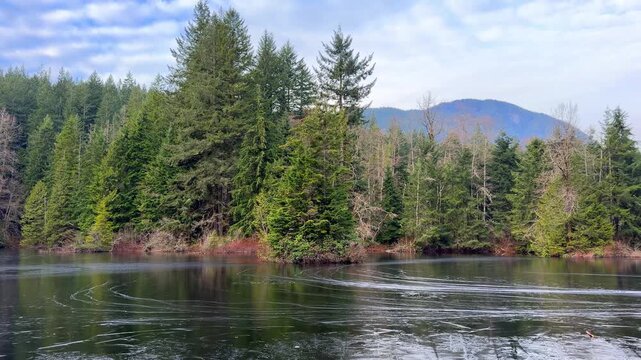 Calm Rice Lake surrounded by evergreen forest and mountains in Vancouver, with a thin layer of ice on the water reflecting tall pine trees on a winter day.