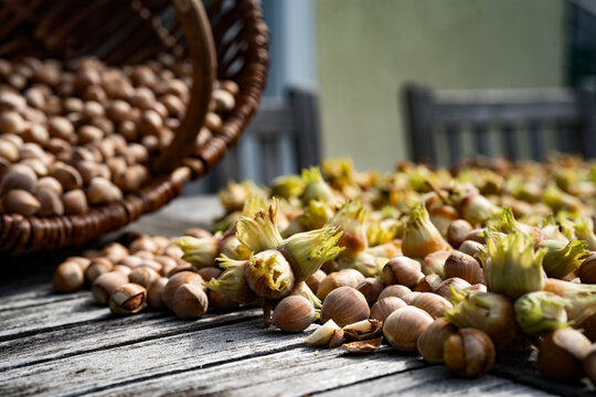 Freshly harvested hazelnuts on gray wooen table. Ripe nuts drying in the autumn sun.