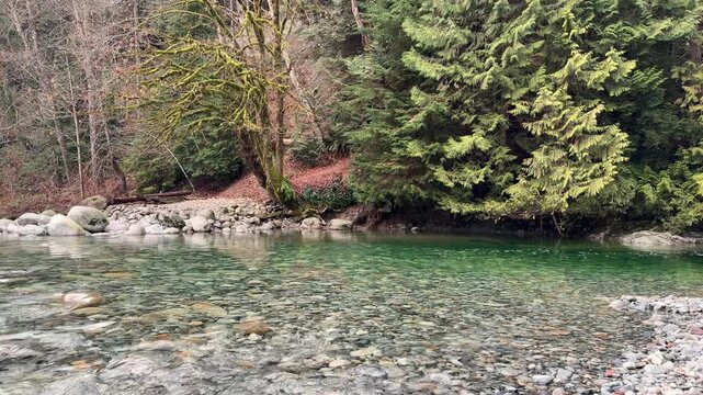Crystal-clear emerald river pool with pebble bottom at Lynn Canyon in Vancouver, surrounded by pine forest, mossy trees and a rocky bank on a calm winter day.
