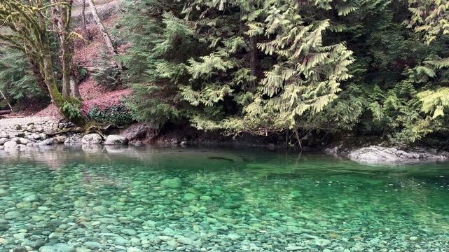 Crystal-clear emerald river pool with pebble bottom at Lynn Canyon in Vancouver, surrounded by pine forest, mossy trees and a rocky bank on a calm winter day.