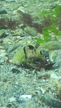 Tentacled blenny (Parablennius tentacularis) occupies vacated housing in large seashell of Veined rapa whelk (Rapana venosa), during mating season. Underwater scene