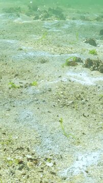 Thin trickles of gas bubbles rises from under sandy bottom with mussels and green algae, sand is covered with mold-like biofilm of bacteria, microalgae and other benthic microorganisms