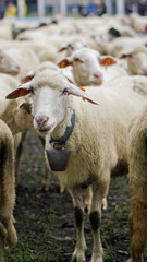Obraz premium Traditional Redyk sheep herding event in Węgierska Górka, Poland, featuring shepherds and a flock of sheep celebrating the pastoral heritage and Highlander culture of the Beskid Mountains.