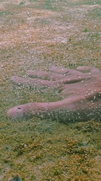 POV view: Men's hand presses to sand of seabed, demonstrating thin layer of colony of unicellular algae producing gas is shiny in sunlight, pieces of this microalgae colony floats up with gas bubbles