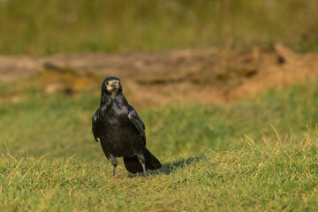 An adult rook (Corvus frugilegus) standing on the grass and looking toward the camera lens on a sunny autumn evening. Wildlife photography with copy space. © Mariia