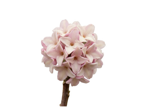Daphne bloom cluster on branch.