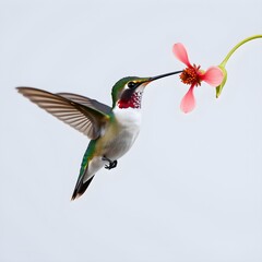 Obraz premium Hummingbird Feeding on Pink Flower
