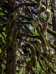 Moss-covered tree and lush ferns in a temperate rainforest in Oregon © oldmn