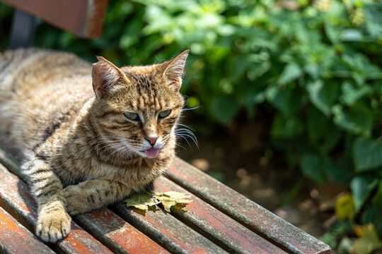 Brown tabby domestic cat resting on a weathered garden bench with tongue out, relaxed pet portrait for animal care, pet lifestyle and humorous content