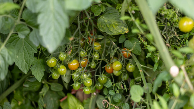 Heavy clusters of green cherry tomatoes beginning to ripen among dense foliage, productive vegetable garden plant for home growing, harvest and sustainable food content