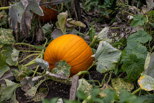 Ripe orange pumpkin growing on the vine among aging leaves in a vegetable garden, autumn harvest crop for gardening, seasonal food and Halloween content
