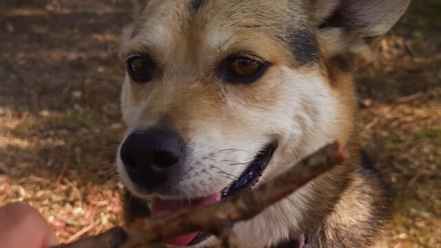 Close up of happy smiling dog with tongue out looking at camera before playfully attacking stick. Joyful corgi mix pet playing with owner in nature.