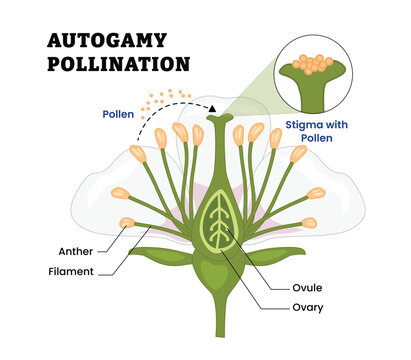 Autogamy pollination labeled diagram, educational botany poster, self pollination process, pollen transfer to stigma, flower reproduction, anther, filament, ovule, ovary, pollen grains fertilization