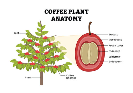 Coffee Plant Anatomy labeled diagram, educational botany poster, coffee tree structure, leaf, stem, coffee cherries, fruit anatomy, exocarp, mesocarp, pectin layer, endocarp, epidermis, endosperm