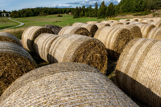 Stockholm, Sweden Fresh hay bales standing in a farm yard.