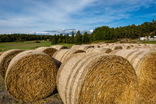 Stockholm, Sweden Fresh hay bales standing in a farm yard.
