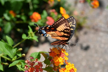 Eastern Tiger Swallowtail (Papilio glaucus) Pollinating Garden Flower © Owen