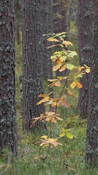 Vertical video of an autumn forest on a windy, sunny day.