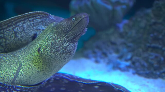 Close-Up of Moray Eel Head Underwater Among Coral Reef