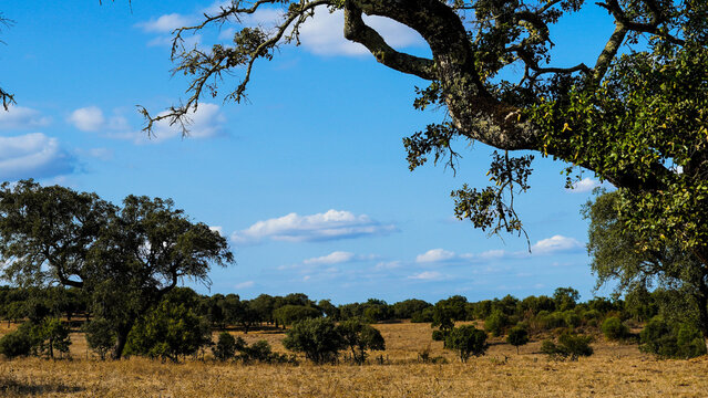 Scenic Alentejo landscape with traditional cork oak trees under a blue sky, Portugal.