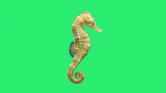 Barbour seahorse landing on green screen background.