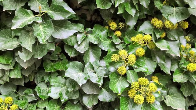 Flowering ivy vine Hedera helix with yellow blossom clusters swaying in wind, filling frame as lush green foliage wall for botanical footage and environmental backgrounds.