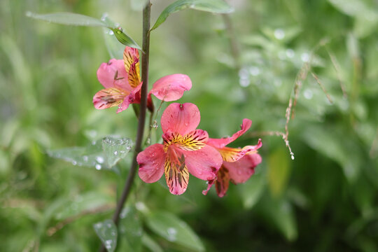 Pink Peruvian lily blooming with water droplets on the petals and leaves