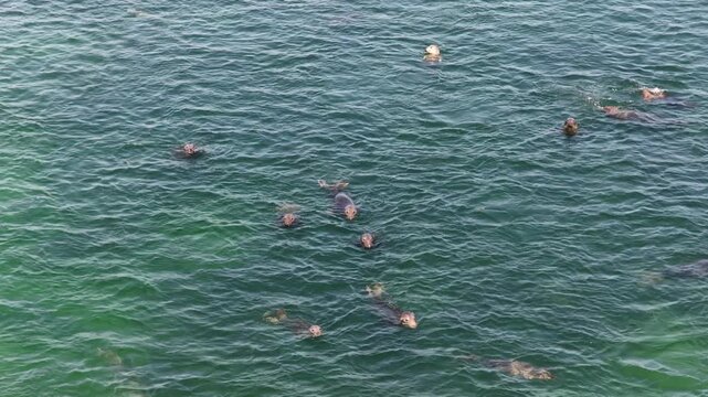 colony of seals on north light beach in block island rhode island