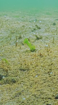Tiny bubbles of gas produced by colonies of bottom-dwelling organisms rise from seafloor covered in biofilm that resembles rusty-brown slime coating (rapid growth micro algae and bacteria colony)