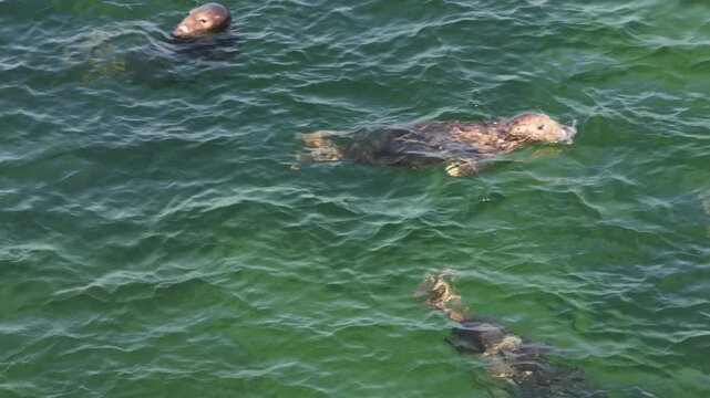 colony of seals on north light beach in block island rhode island