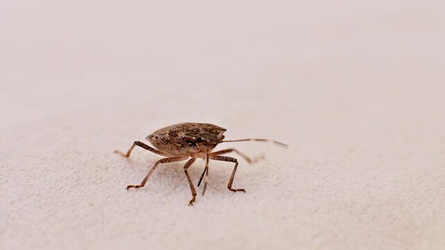 Brown shield bug moving antennae on textured surface