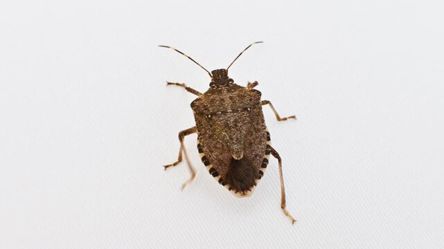 Brown stink bug moving on a white surface