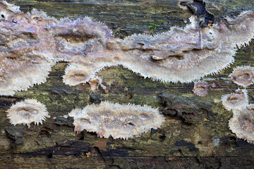 Phlebia centrifuga crust fungus on tree trunk  © Tommi Syvänperä 