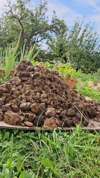 Pile of horseshit in vegetable garden