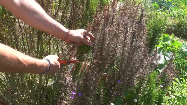Gardener's hands using pruning shears to cut dry branches from a rosemary bush in a sunlit garden