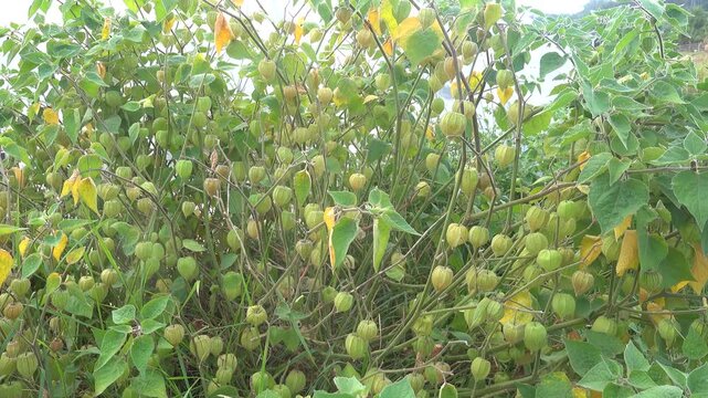 Abundant green husks of physalis fruits, also known as groundcherries or goldenberries, growing on a lush plant and moving in the breeze