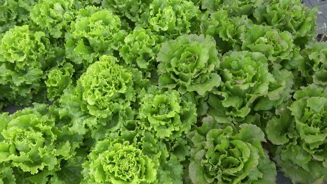 Tracking shot over rows of fresh green and red oak leaf lettuce growing in an organic vegetable garden
