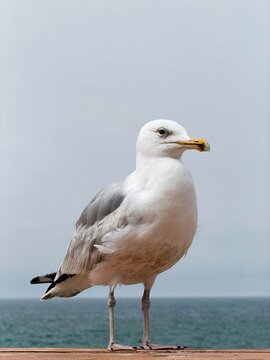 Seagull standing by the sea with copy space in cloudy sky