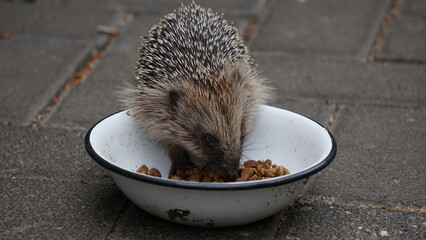 kleiner Igel an einem Fressnapf © Jogerken