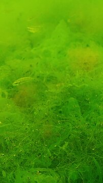 Group of wrasses fish swims among branching filamentous green algae, in fluffy green carpet woven from finest threads of Cladophora, Reticulated weed illuminated by sunlight