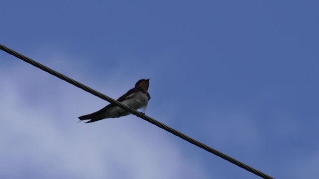 Barn swallow perched on utility wire against clear blue sky