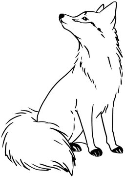 wolf