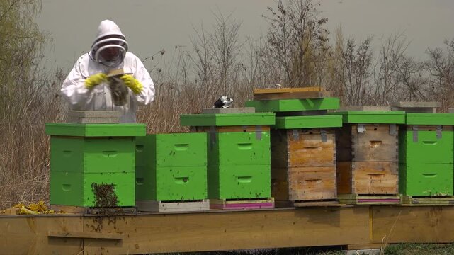 A beekeeper in a protective suit uses a bee smoker to calm bees before carefully removing honeycomb frames from a hive box on a spring day.