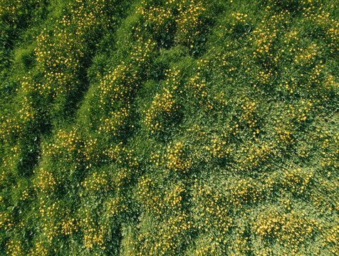 Aerial drone view of green meadow with small yellow flowers. Top down shot shows summer landscape in countryside. Sunny day over rural farmland with grass, wild blooms. Natural background of spring