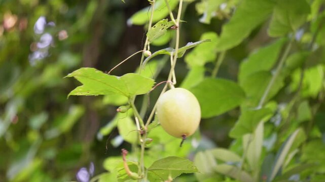 Passion fruit hanging from green vine
