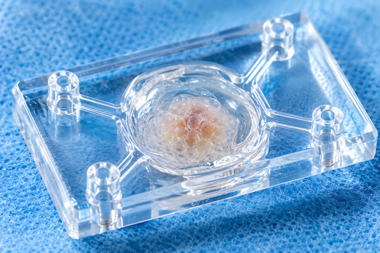 Transparent Biomaterial Scaffold Chamber with Cellular Sample for Tissue Engineering, Regenerative Medicine and Biomedical Research Vector Illustration