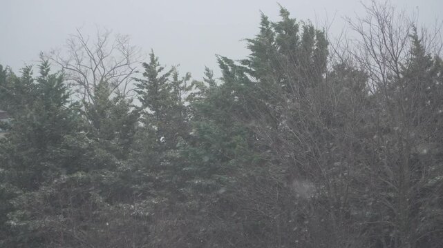 A suburban treeline combines dark conifers, leafless branches and sparse falling flakes beneath an overcast sky. The footage fits local forecasts, home exteriors and seasonal community stories.